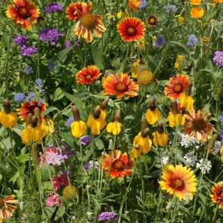 Western Mix Wildflowers Thumbnail